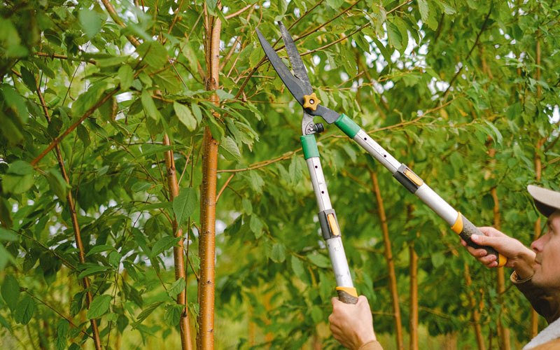 Tree trimming in Fort Washakie, WY